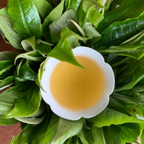 Lục Trà – Thượng Sơn